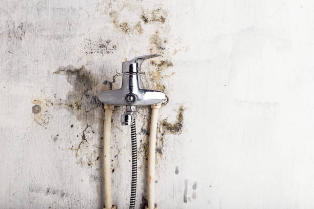 Best Black Mold Removal  in Mcfarland, CA