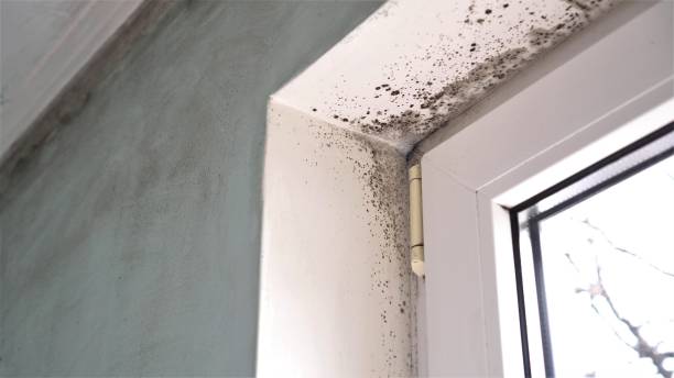 Best Same-Day Mold Removal  in Mcfarland, CA