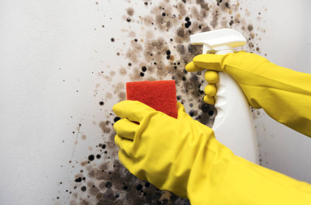 Best Mold Cleaning Services  in Mcfarland, CA